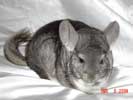 picture of a chinchilla