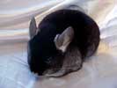 picture of a chinchilla
