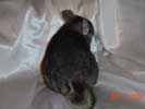 picture of a chinchilla