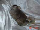 picture of a chinchilla