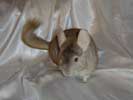 picture of a chinchilla