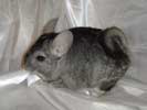 picture of a chinchilla