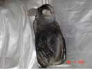 picture of a chinchilla