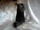picture of a chinchilla