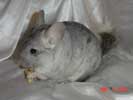 picture of a chinchilla