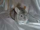 picture of a chinchilla