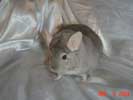 picture of a chinchilla