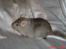 picture of a chinchilla