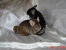 picture of a chinchilla