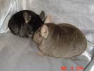 picture of a chinchilla