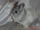 picture of a chinchilla