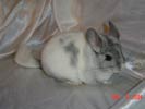 picture of a chinchilla