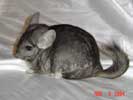 picture of a chinchilla
