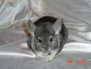 picture of a chinchilla