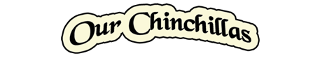banner.gif
